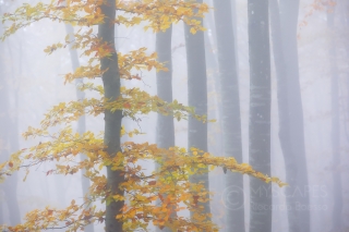 Beeches and fog in Lessinia - Italy