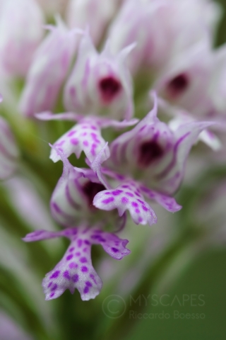 Wild orchid, Colli Euganei - Italy