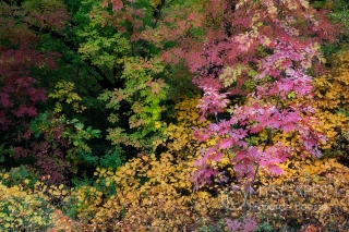 Fall colors, Colli Euganei - Italy