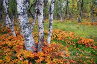 Birches and cloudberry - Sweden