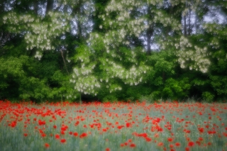 Poppies and black locust trees - Italy - Triple exposure