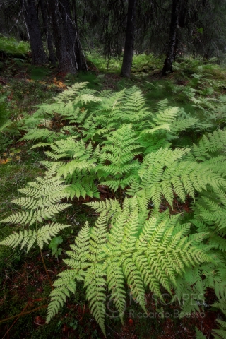Ferns at Fulufjället NP - Sweden