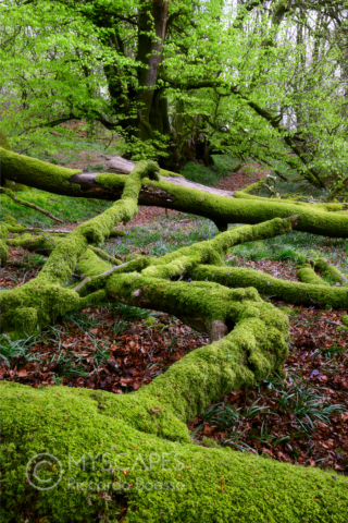 Mossy trunks at Lewesdon Hill - UK