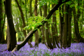 Bluebells in Hertfordshire - UK
