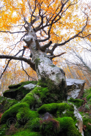 Old beech tree near Dardagna stream - Italy